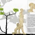6 Evolución humana. Heildibergensis.jpg