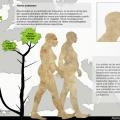5 Evolución humana. Antecesor.jpg