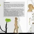 2 Evolución humana. Australopithecus.jpg