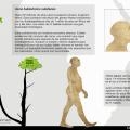 3 Evolución humana. Habilis - Rudolfensis.jpg