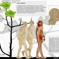 7 Evolución humana. Sapiens.jpg