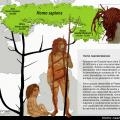 8 Evolución humana. Neandertal.jpg