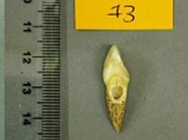 Pieza dental procedente del yacimiento de Forat de Conqueta (Santa Linya, Lleida)